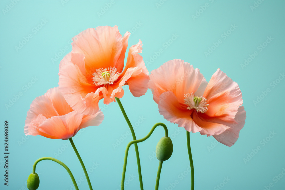 Obraz premium Flowers red poppy