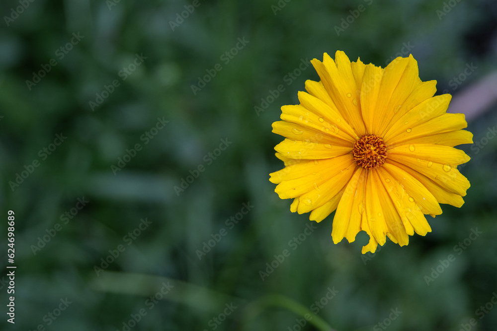 Delicate Yellow Calendula Flower with Raindrops Delicate Yellow Calendula Flower with Raindrops