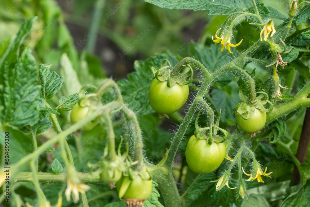 Small green unripe cherry tomatoes hanging on a thick vine with small yellow flowers, deep green leaves Small green unripe cherry tomatoes hanging on a thick vine with small yellow flowers, deep green leaves