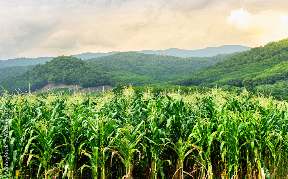 Close up on Cornfield, green corn field in agricultural garden and light shines sunset, Green leaves corn in the plant, close up on corn leave. Close up on Cornfield, green corn field in agricultural garden and light shines sunset, Green leaves corn in the plant, close up on corn leave.