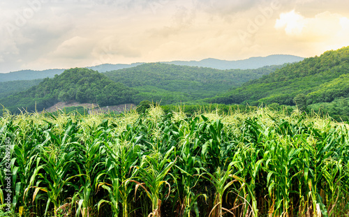 Close up on Cornfield, green corn field in agricultural garden and light shines sunset, Green leaves corn in the plant, close up on corn leave.