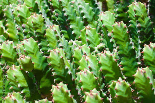 Resin spurge, Euphorbia resinifera, succulent, closeup photo