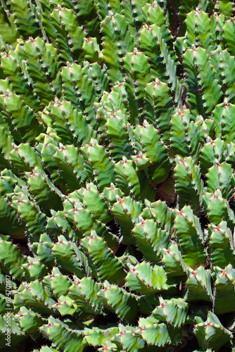 Resin spurge, Euphorbia resinifera, succulent photo