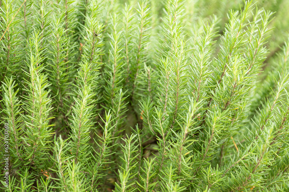 Rosemary plant in the garden, closeup of green rosemary. Rosemary plant in the garden, closeup of green rosemary.
