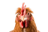 A Chicken Face Shot Isolated on a Transparent Background. Generative AI