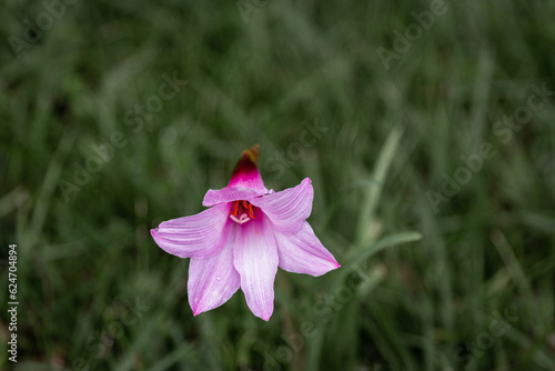 Vibrant Dual-Tone Purple Copper Lily