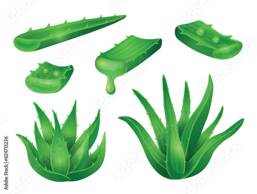 Set of Aloe Vera medicinal plants, leaves and cut pieces with juice drops. Vector illustration in flat cartoon style, isolated on white background 