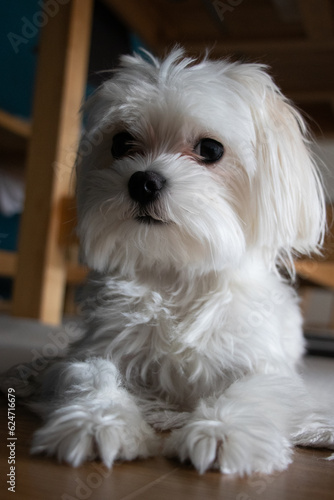 White maltese terrier sitting under the wooden table