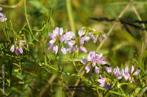 Closeup of common crownvetch flowers with blurred background
