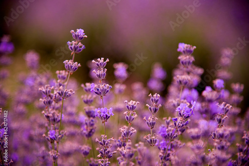 lavender field in region