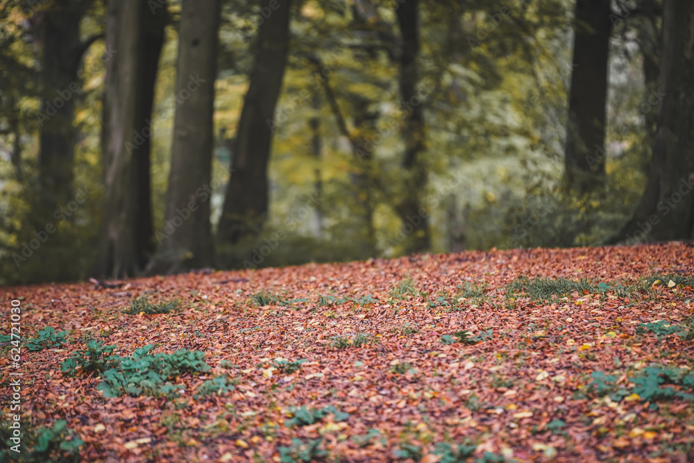 autumn forest background autumn forest background