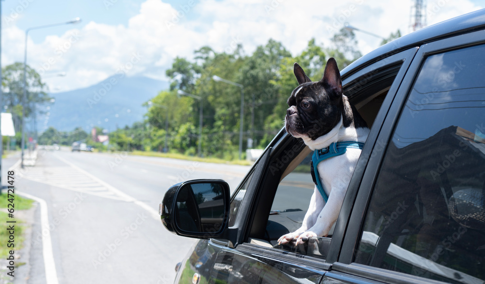 Dog enjoying from traveling by car. Black and white French bulldog looking through window on road.