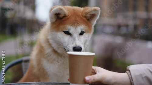 Adorable furry Akita splashing coffee milk licking paper cup as female hand adjusting drink on table. Portrait of curious furry cute dog enjoying hot drink in urban city on overcast morning photo