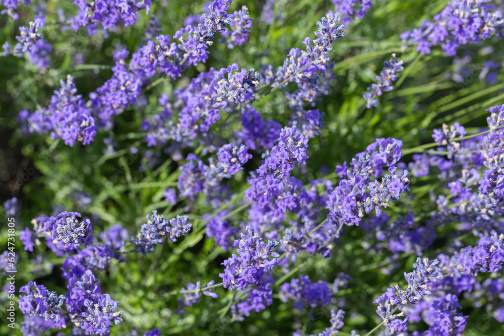 Fototapeta premium Lavender flowers, natural macro photo taken a sunny summer day