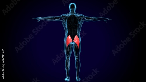human gluteus maximus muscle anatomy system. 3d illustration © PIC4U