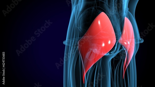 human gluteus maximus muscle anatomy system. 3d illustration photo