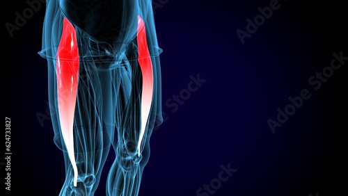 male human tibialis anterior muscle anatomy system. 3d illustration photo