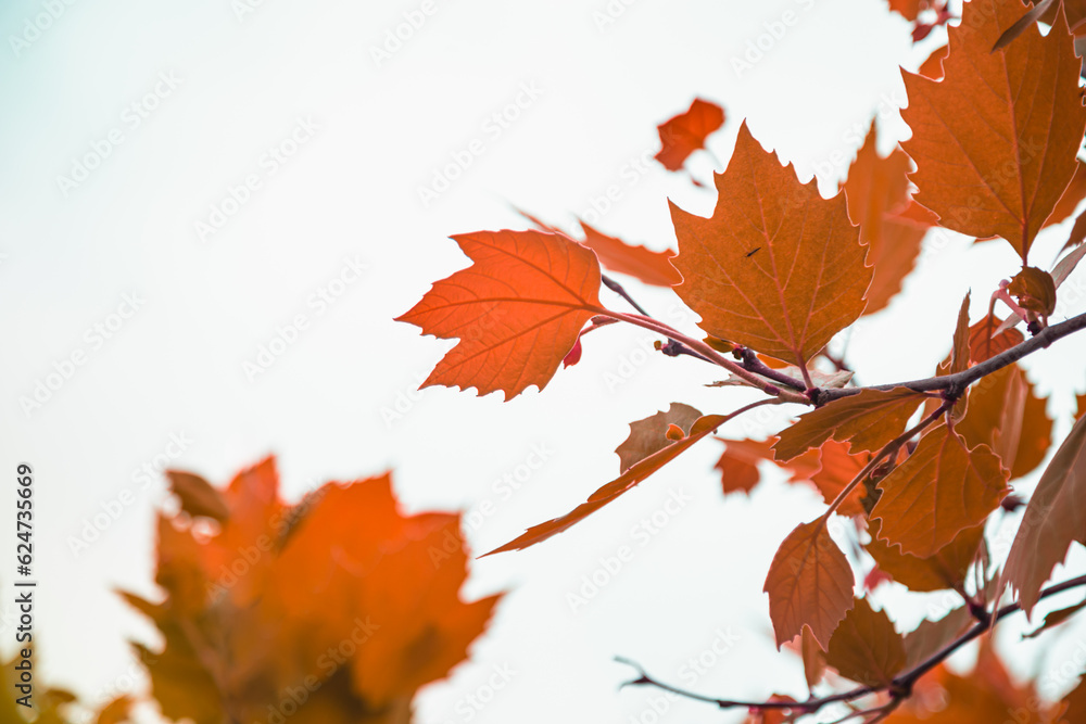 Soft selective focus autumnal brown and orange foliage photo. Fall Momiji season. Grey cloudy sky. Copy space. Soft selective focus autumnal brown and orange foliage photo. Fall Momiji season. Grey cloudy sky. Copy space.