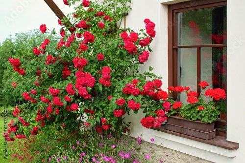 Summer garden scene. House windows with geranium flowers and bloonming roses - climbers or ramblers