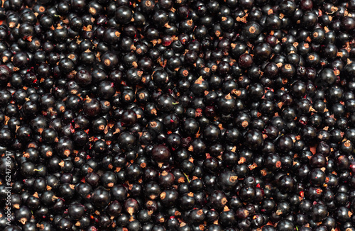 Summer fresh berries whole background. Sweet ripe blackcurrant. Tasty ready to eat currant berry.