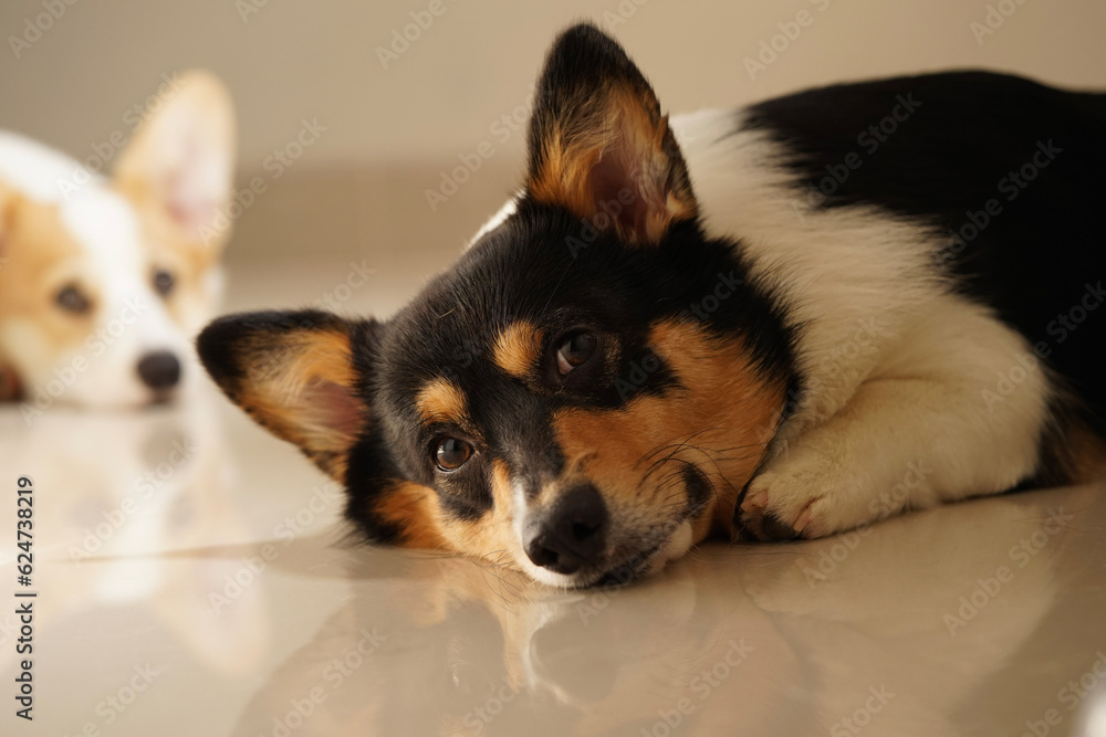black-head corgi during golden hours lying on the floor in front of another white corgi black-head corgi during golden hours lying on the floor in front of another white corgi