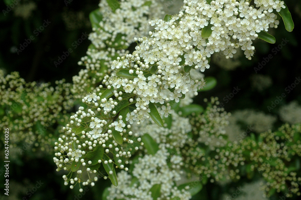 buisson ardent, pyracantha, variete orange glow buisson ardent, pyracantha, variete orange glow