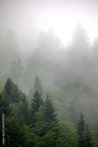 Fototapeta Naklejka Na Ścianę i Meble -  Forêt arbre brume brouillard nuage nature montagne