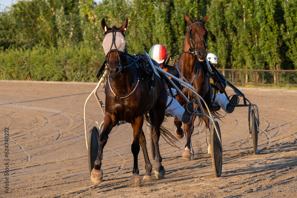 Trotting racehorses and rider on a stadium track. Competitions for trotting horse racing. Horses compete in harness racing. Horse running on the track with the rider at sunset.
Trotting racehorses and rider on a stadium track. Competitions for trotting horse racing. Horses compete in harness racing. Horse running on the track with the rider at sunset.