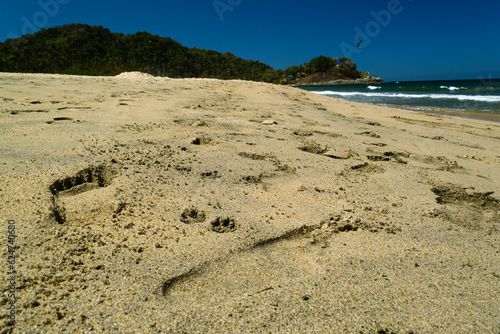 Human and dog footprints on the beach