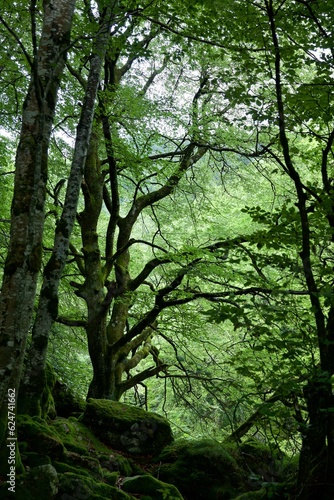 Arbre forêt vert nature