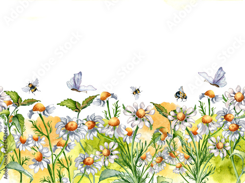 Fototapeta Naklejka Na Ścianę i Meble -  Seamless border of medicinal plants, watercolor splash, insects illustration isolated on white background. Daisy flower, bee, butterfly, nettle hand drawn. Design for label, package, postcard
