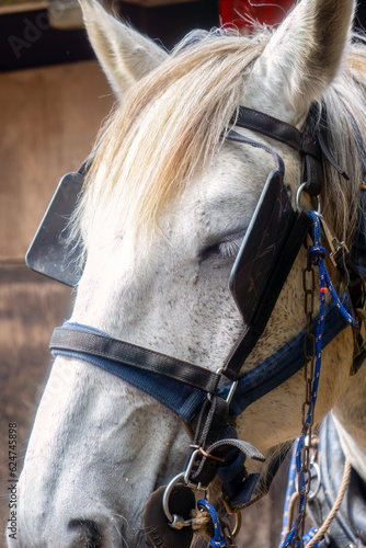 Percheron white horse close up 