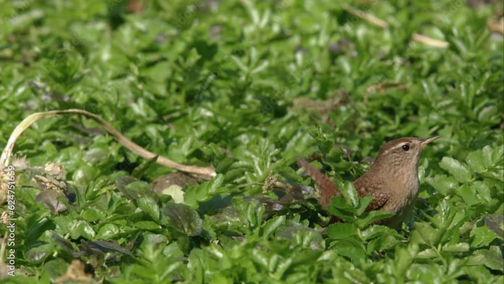 wren on the ground wren on the ground