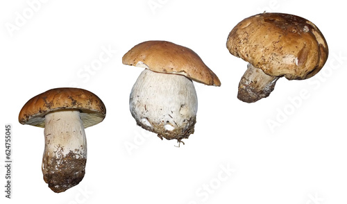 Boletus mushrooms isolated on transparent background.