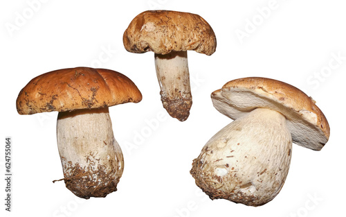 Boletus mushrooms isolated on transparent background.