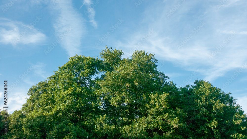 Copa redondeada de árbol de hojas verdes bajo cielo azul