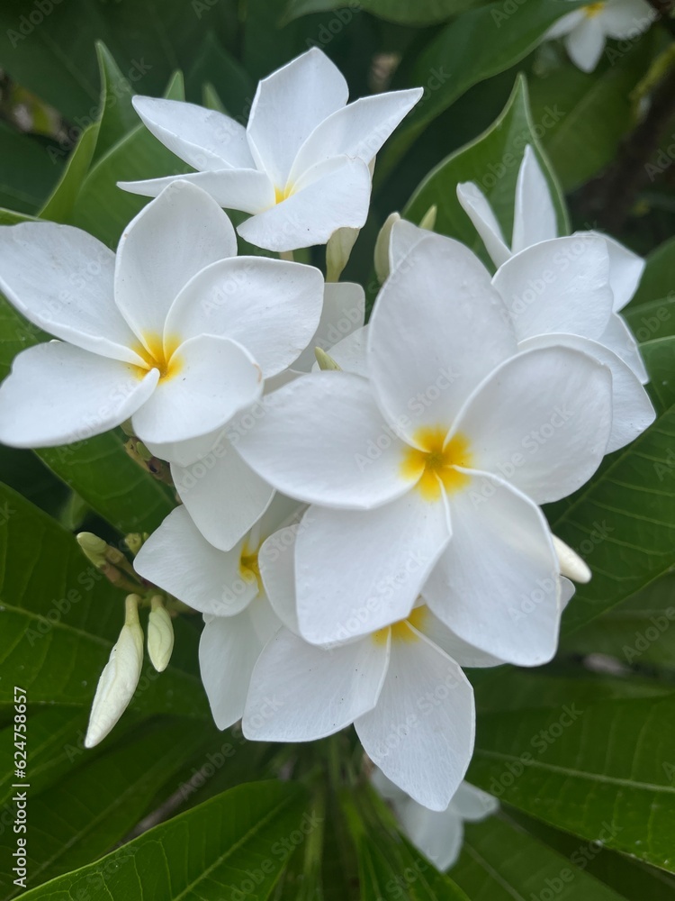 white frangipani flower