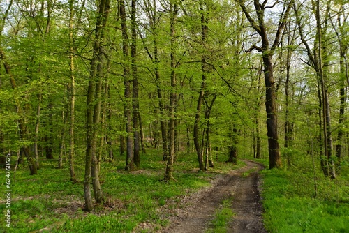 Beech forest path in the early spring days