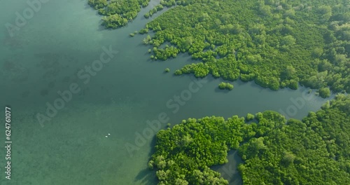 Flying over the mangroves with forest and greenish water. Zamboanga. Mindanao, Philippines. photo