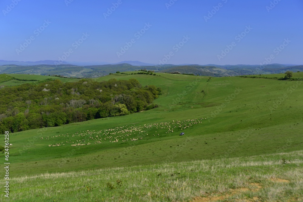 Flock of sheep in the hills of Transylvania