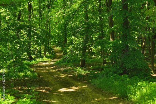 Beech forest path in green