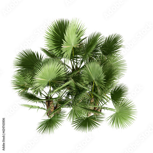 Top view palm trees isolated on white background