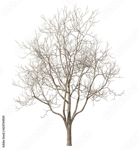 Dry tree without leafs cut-out backgrounds 3d illustrations png
