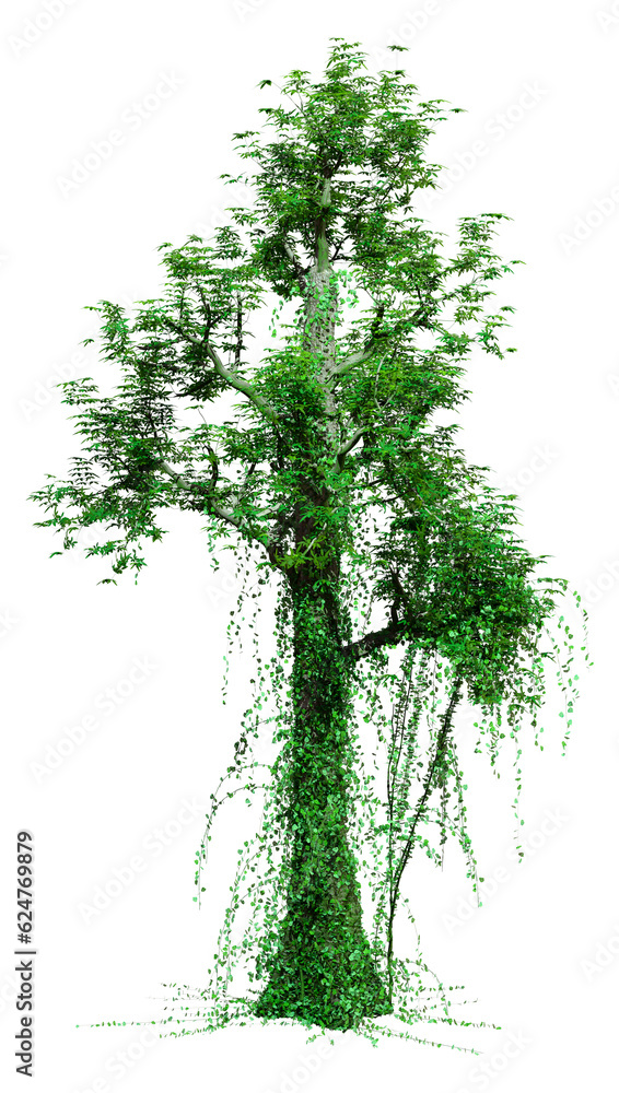 Obraz premium 3D Rendering Tropical Rainforest Tree on White