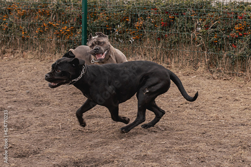 frame in motion. Two Cane Corsos are playing outdoors. Large dog breeds. Italian dog Cane Corso.