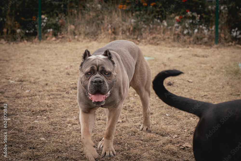 frame in motion. Two Cane Corsos are playing outdoors. Large dog breeds. Italian dog Cane Corso.