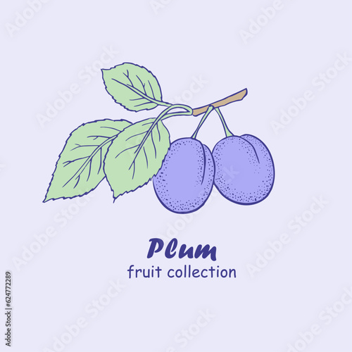 Plum, fruits , logo, plum branch , plums , doodle ,line art, sketch, drawing, vector illustration, plums and leaves, package logo