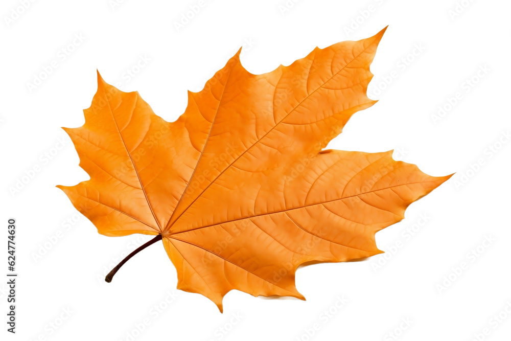 autumn maple leaf autumn maple leaf