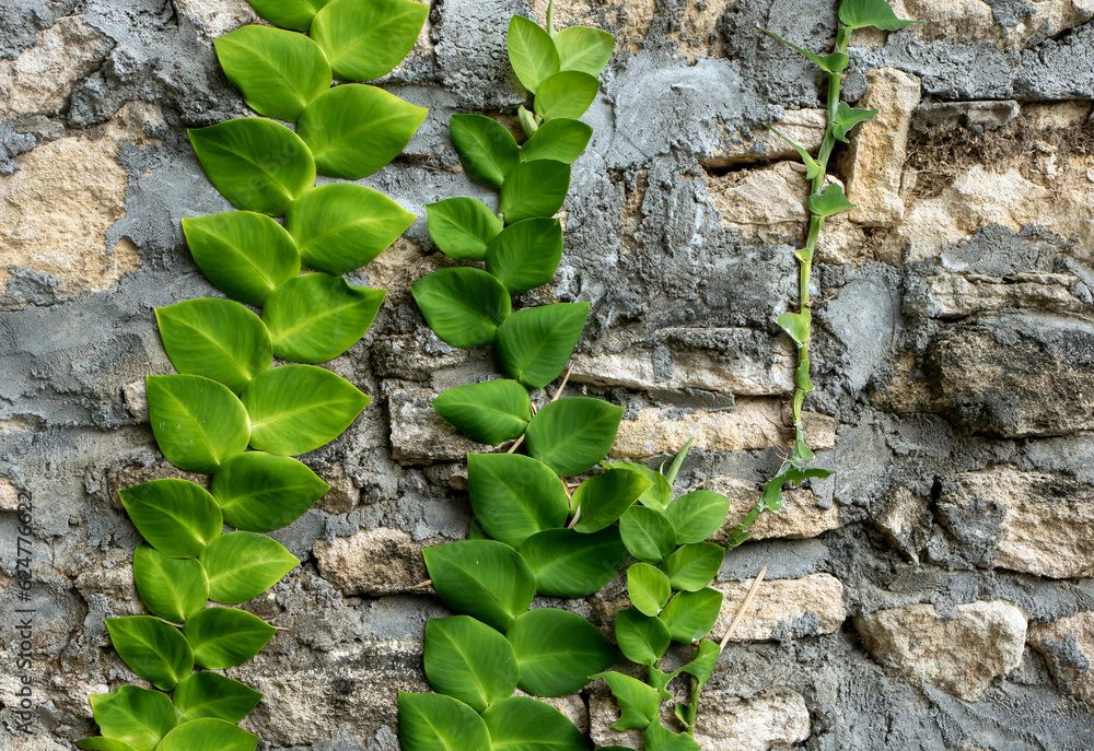 Rambat dolar, Rhaphidophora hayi, Shingle Plant, a climbing plant from