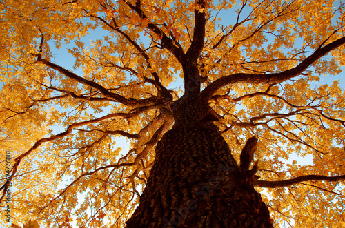 Maple tree in autumn, yellow crown view from below
